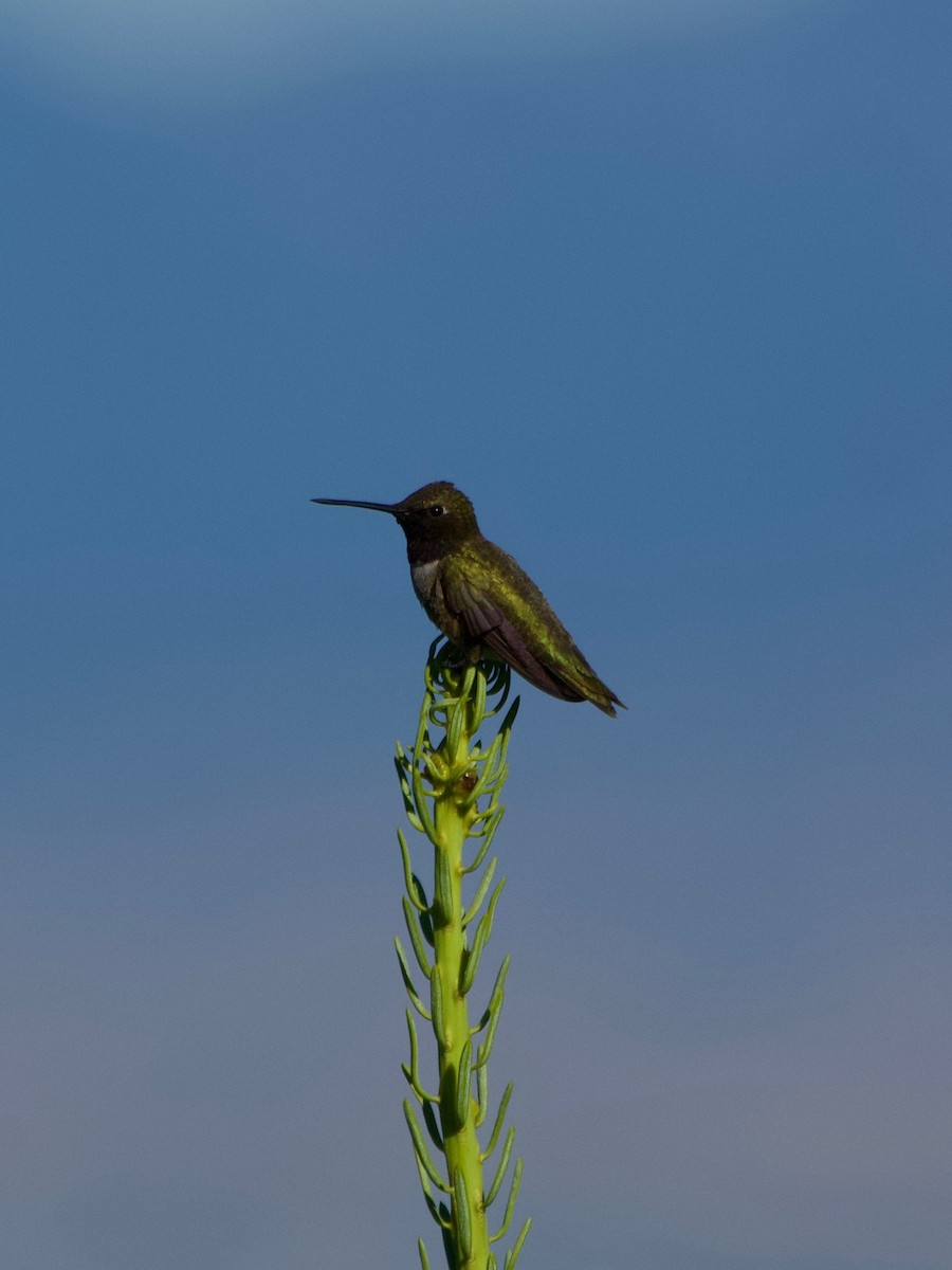 Black-chinned Hummingbird - ML593862201