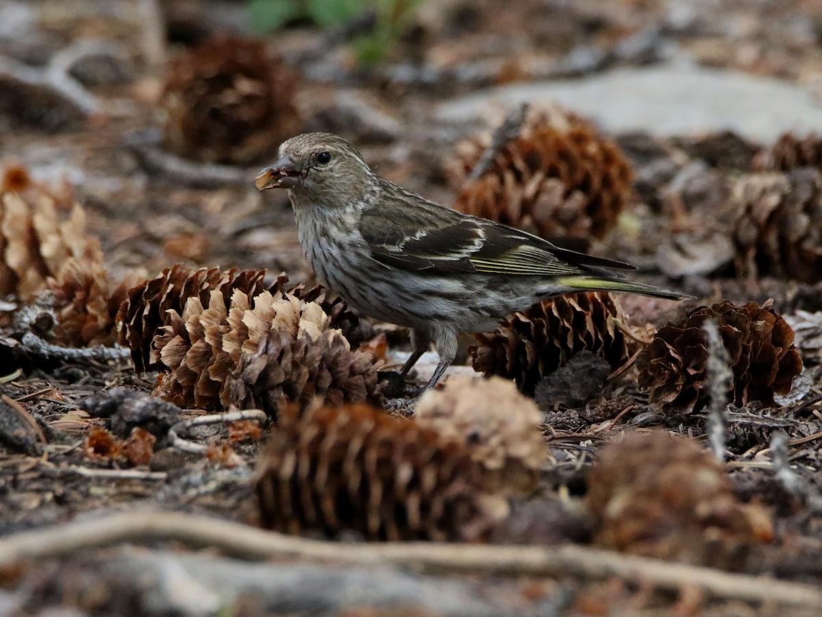 Pine Siskin - ML593862331