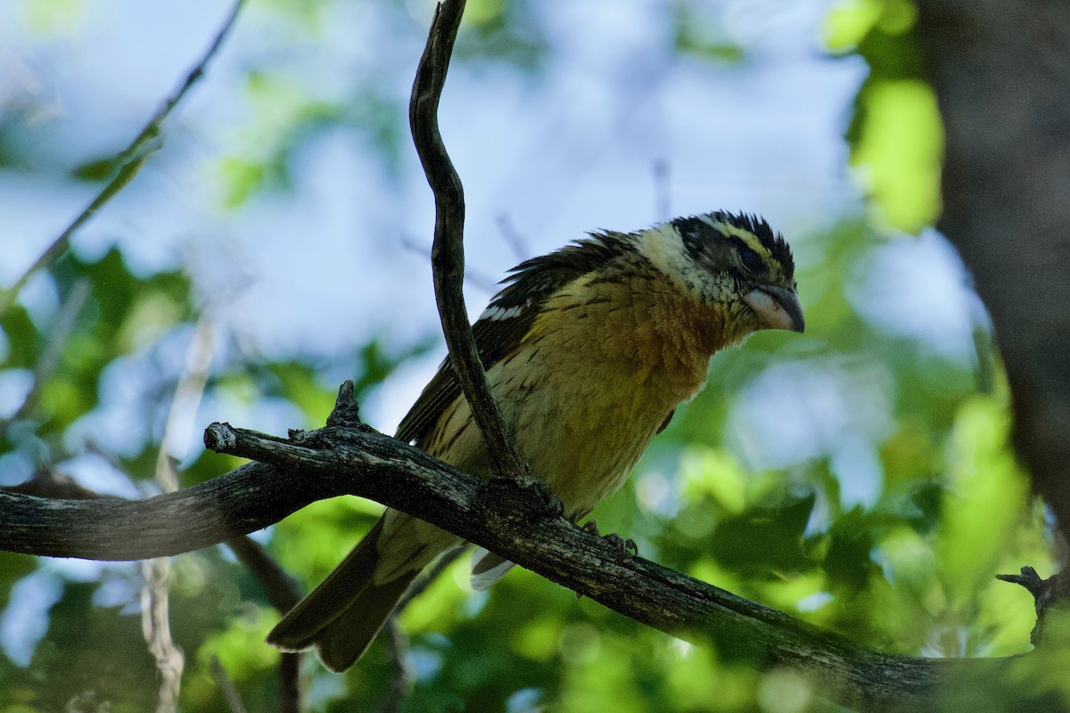 Black-headed Grosbeak - ML593862441