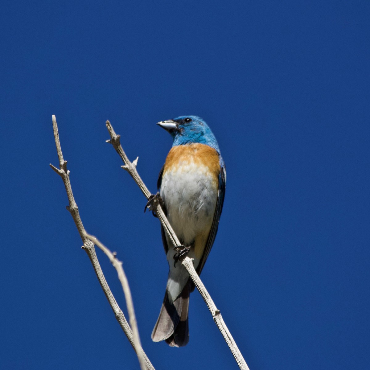 Lazuli Bunting - ML593862481