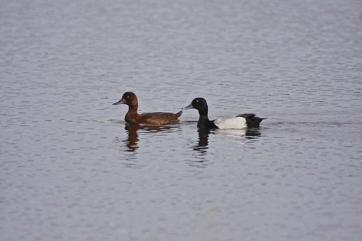 Greater Scaup - ML59386251