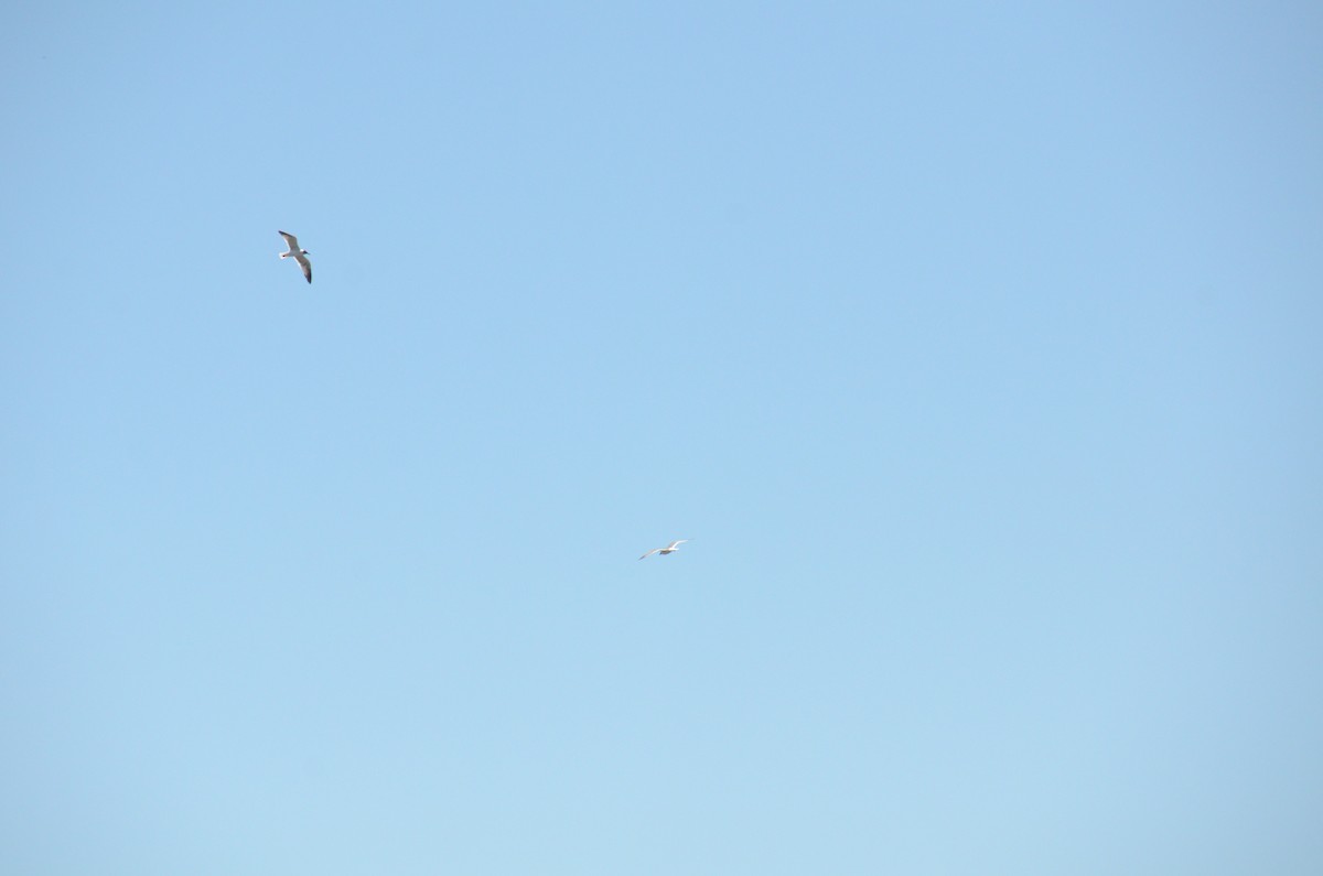 Laughing Gull - ML59386411