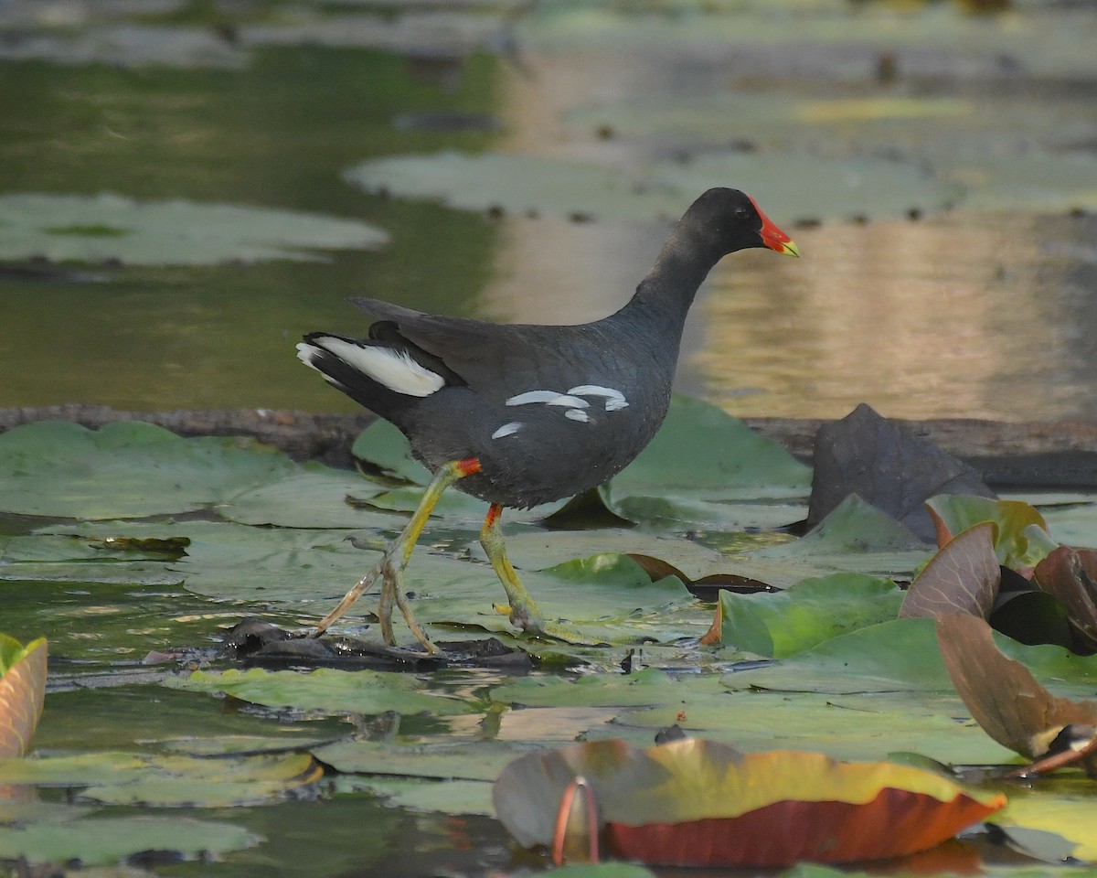 Common Gallinule - ML593864611