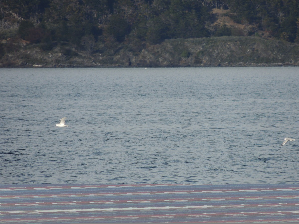 Fulmar argenté - ML593864851