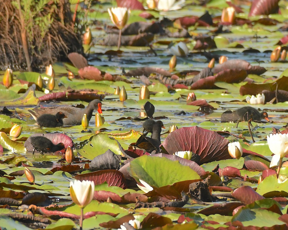 Common Gallinule - ML593865291