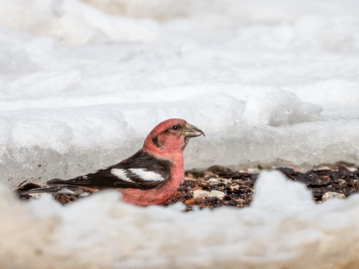 White-winged Crossbill - ML593865631