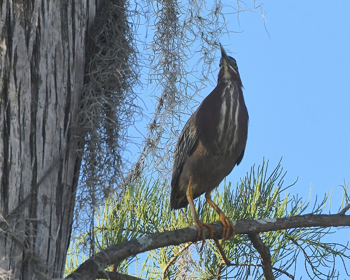 Green Heron - ML593865731