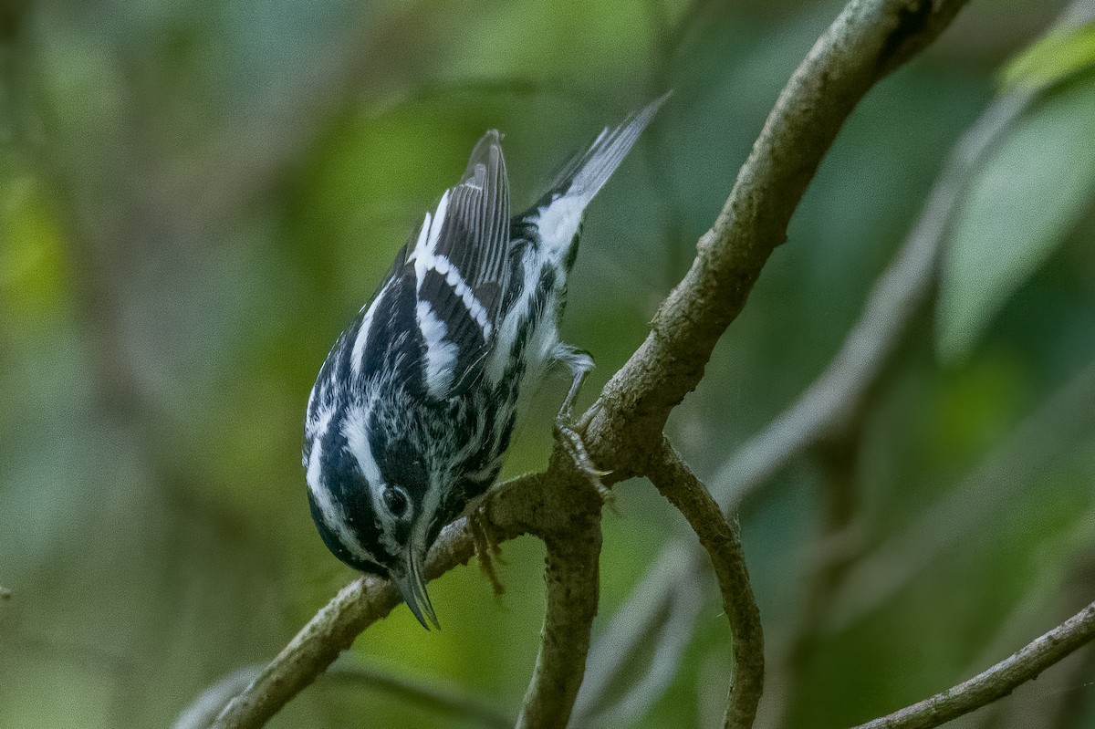 Black-and-white Warbler - ML593865991