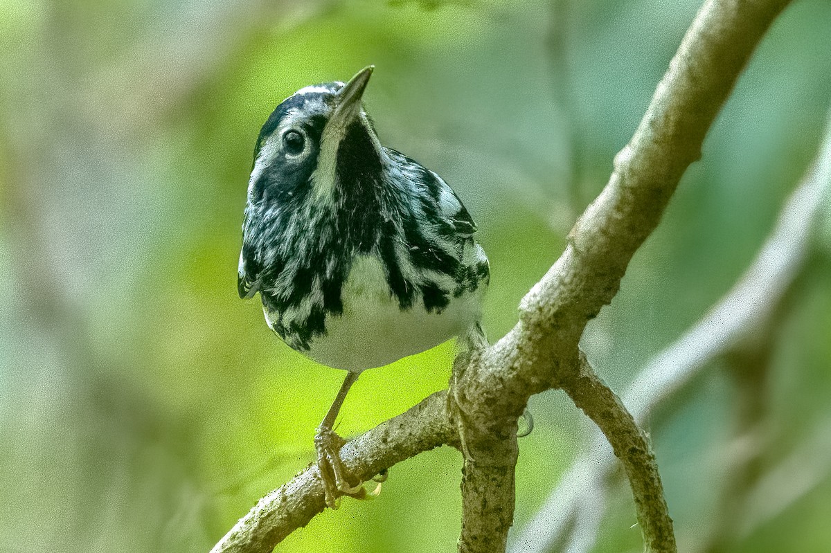 Black-and-white Warbler - ML593866001