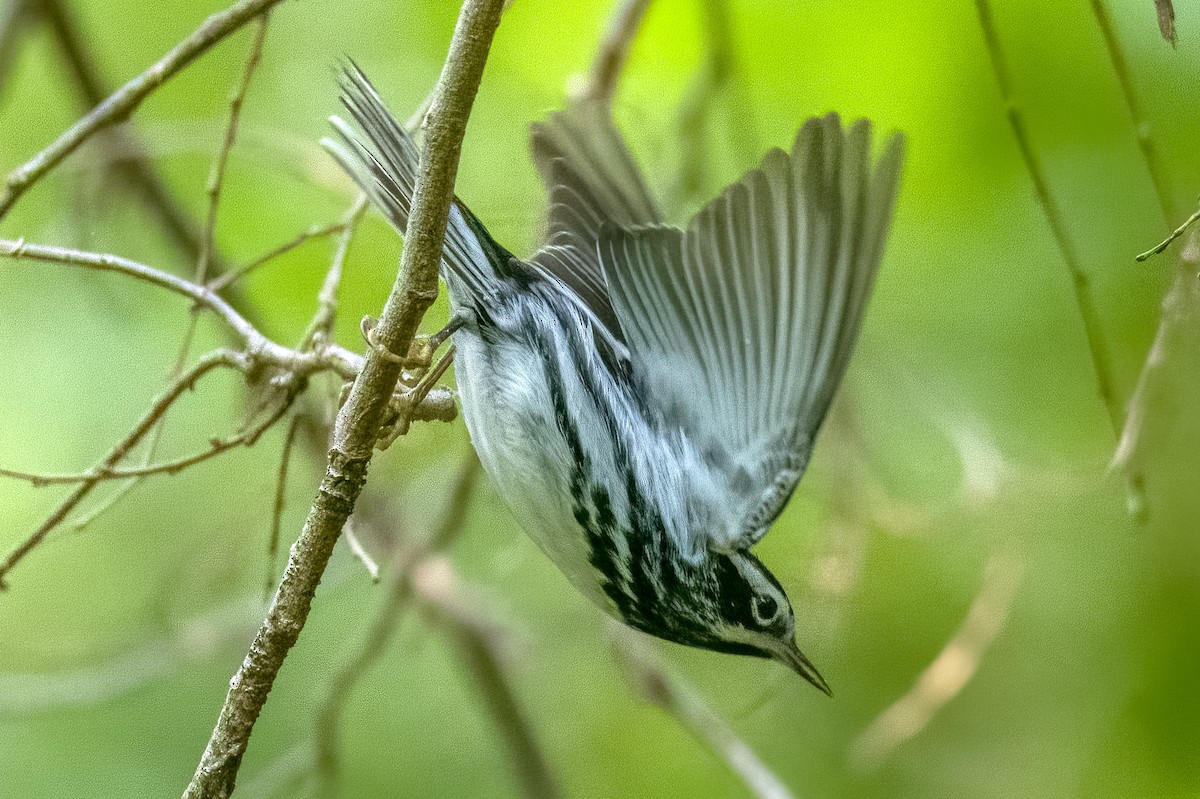 Black-and-white Warbler - ML593866011