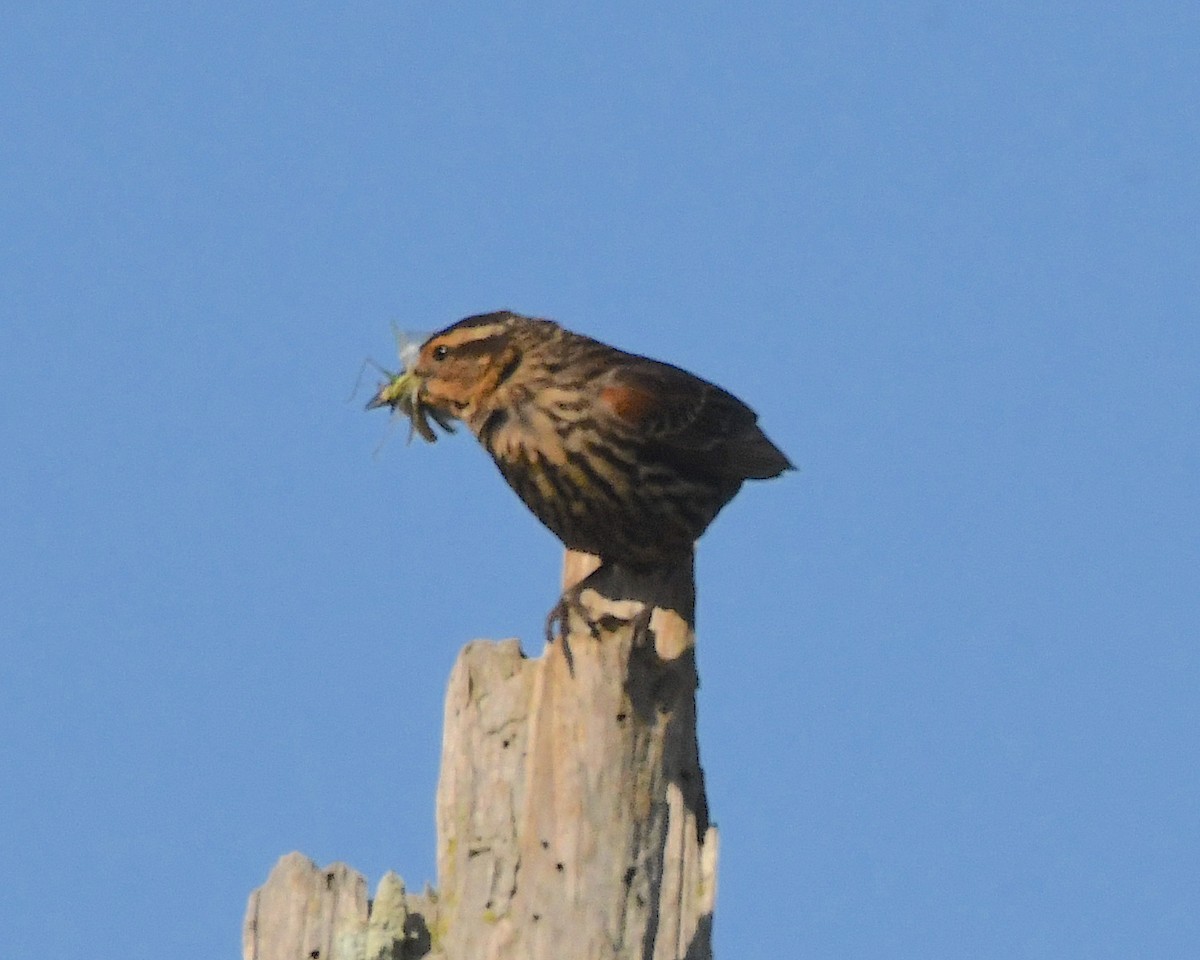 Red-winged Blackbird - ML593866071