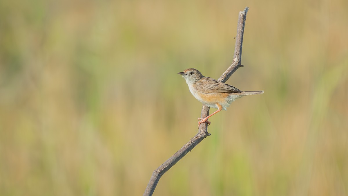 Zitting Cisticola - Asim Hakeem