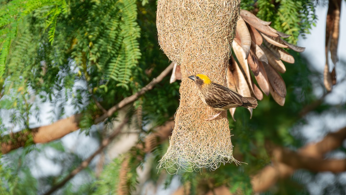 Baya Weaver - ML593867091