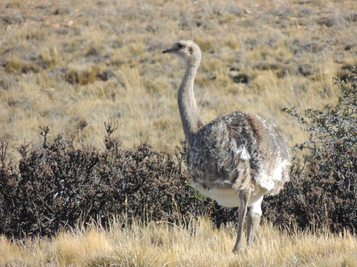 Lesser Rhea - Maria Cristina Lema Arias