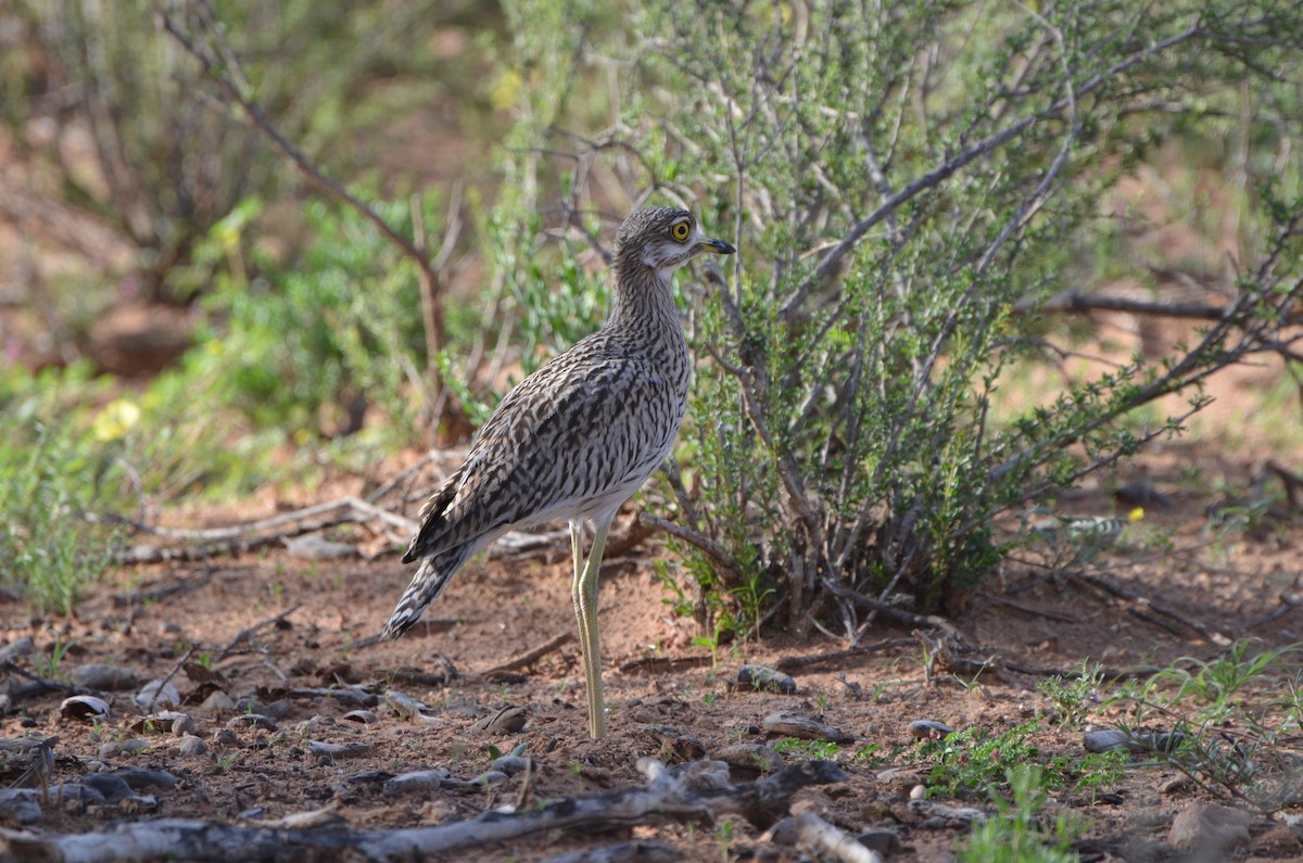 Spotted Thick-knee - ML593867751
