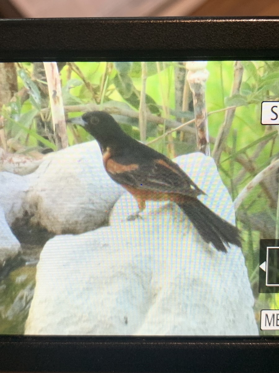 Orchard Oriole - ML593867811