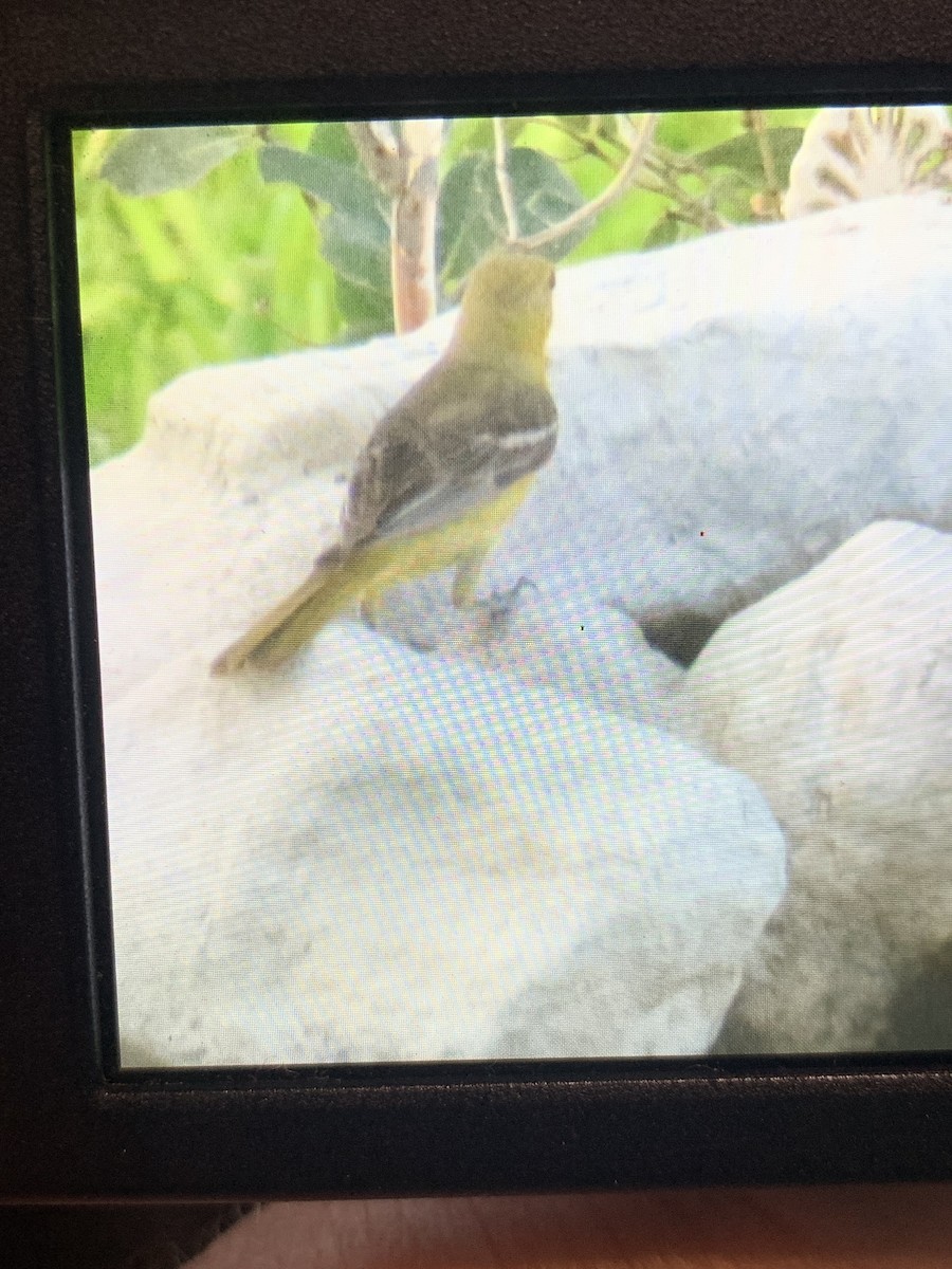 Orchard Oriole - ML593867821