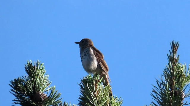 Hermit Thrush - ML593868071