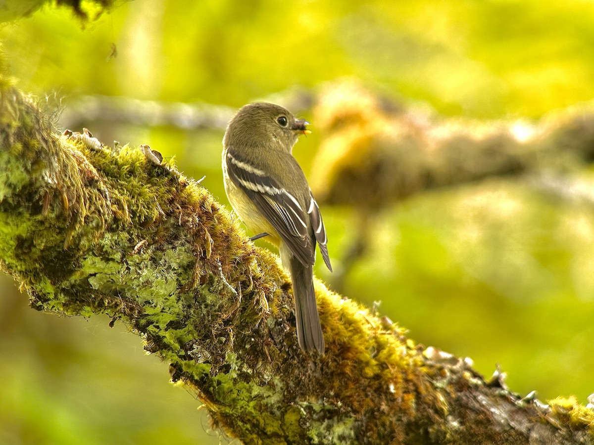 Yellow-bellied Flycatcher - Detlef Buettner