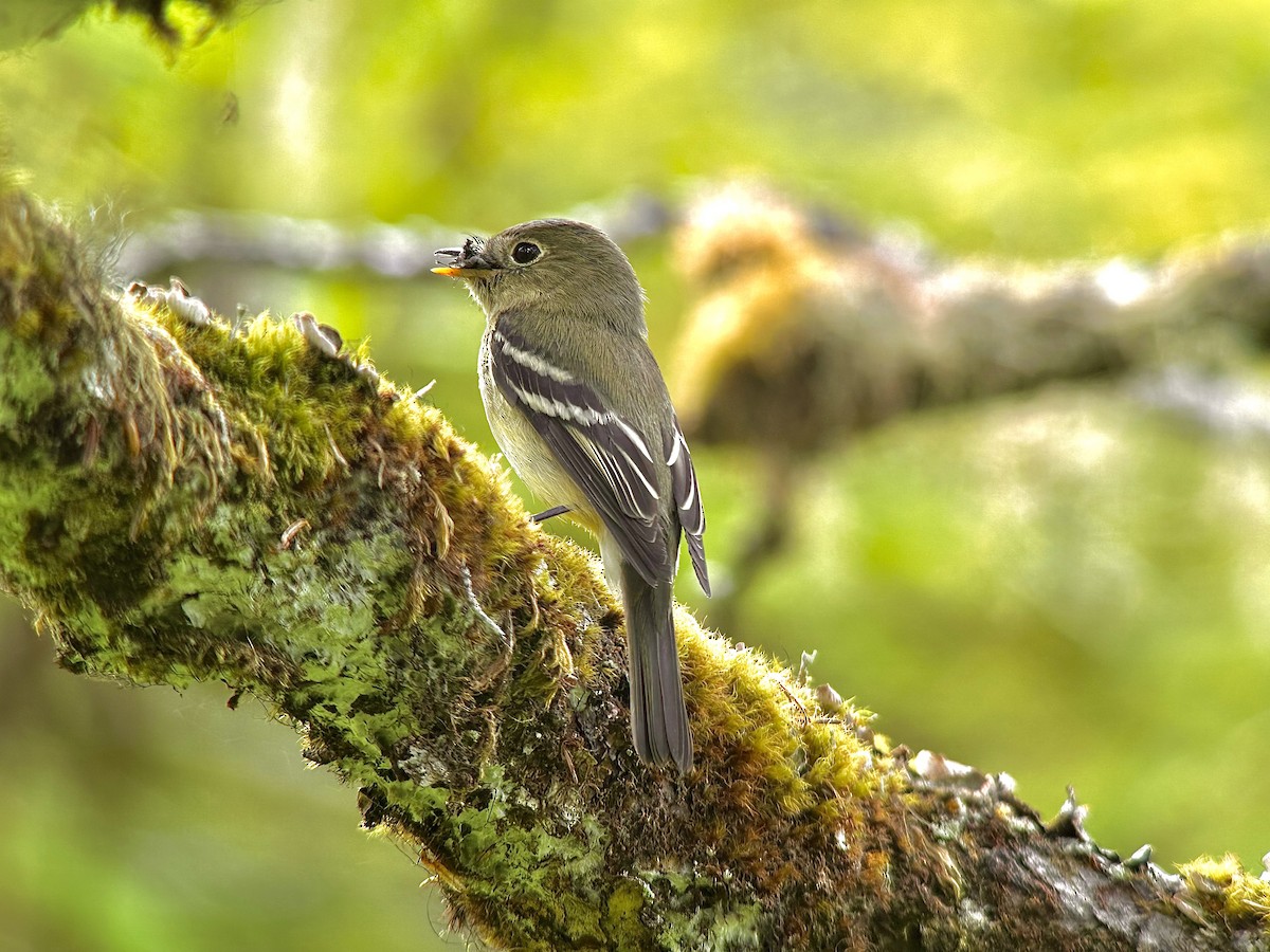 Yellow-bellied Flycatcher - Detlef Buettner