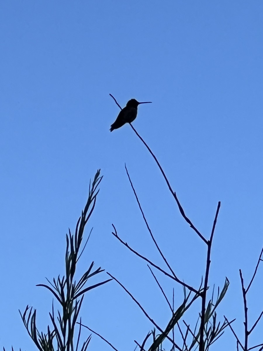 Black-chinned Hummingbird - ML593868991