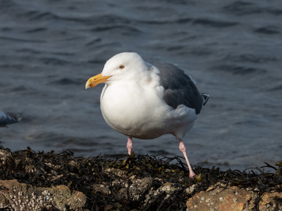 Western Gull - Jason Alexander