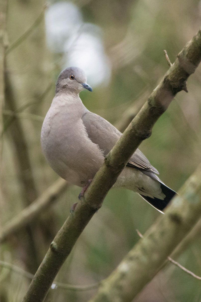 White-tipped Dove - jorge micelli