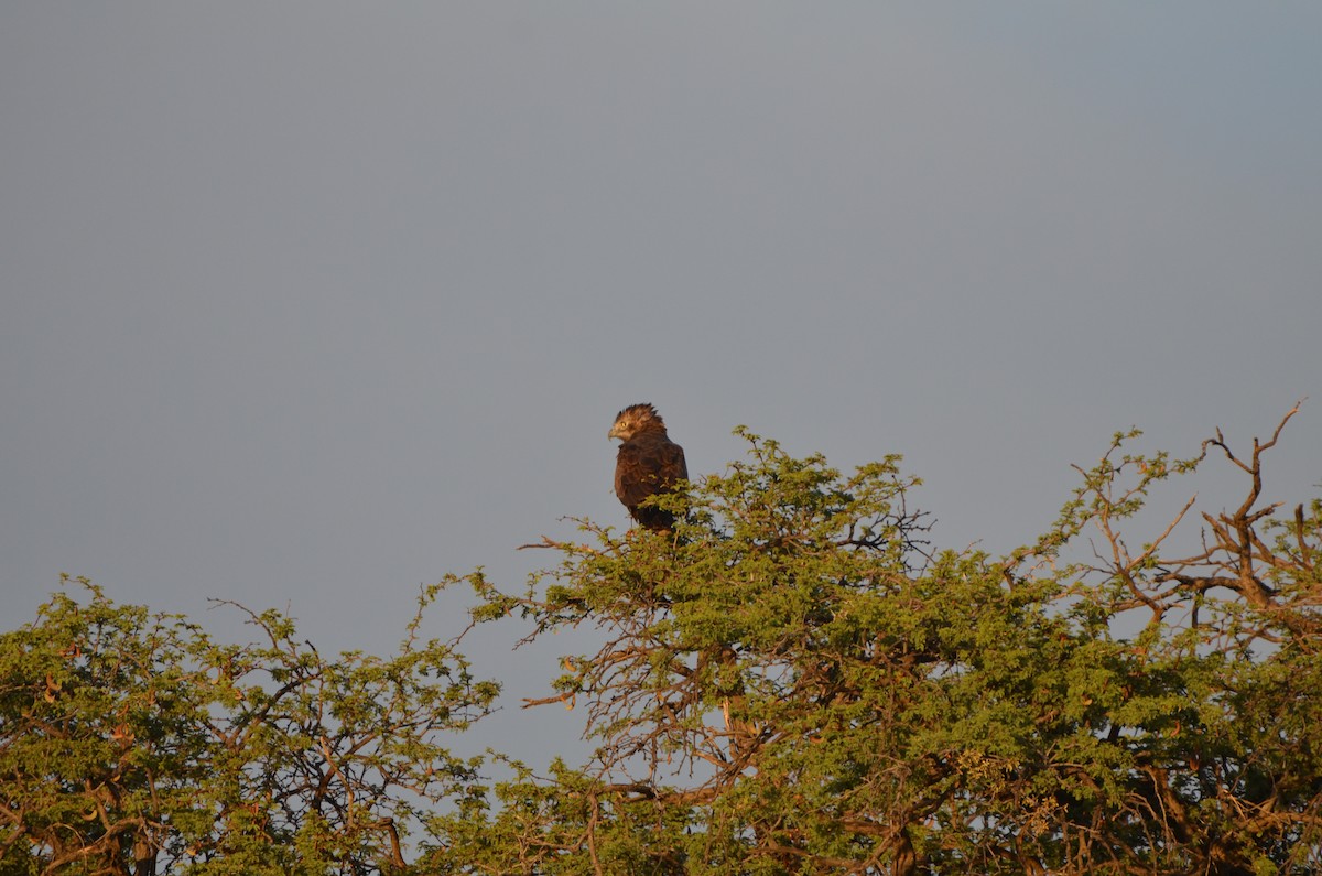 Brown Snake-Eagle - Johan Bergkvist