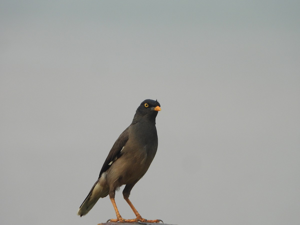 Jungle Myna - ML593873681