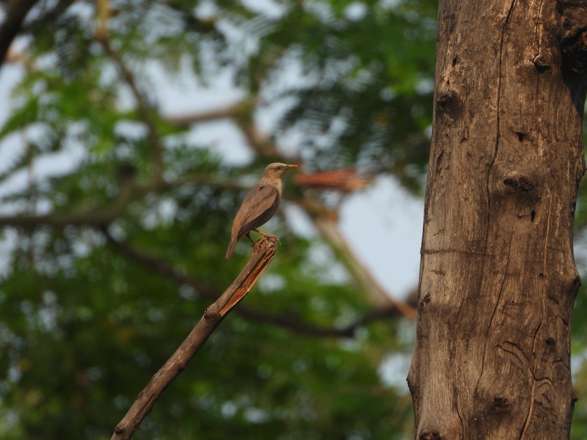 Chestnut-tailed Starling - ML593874861