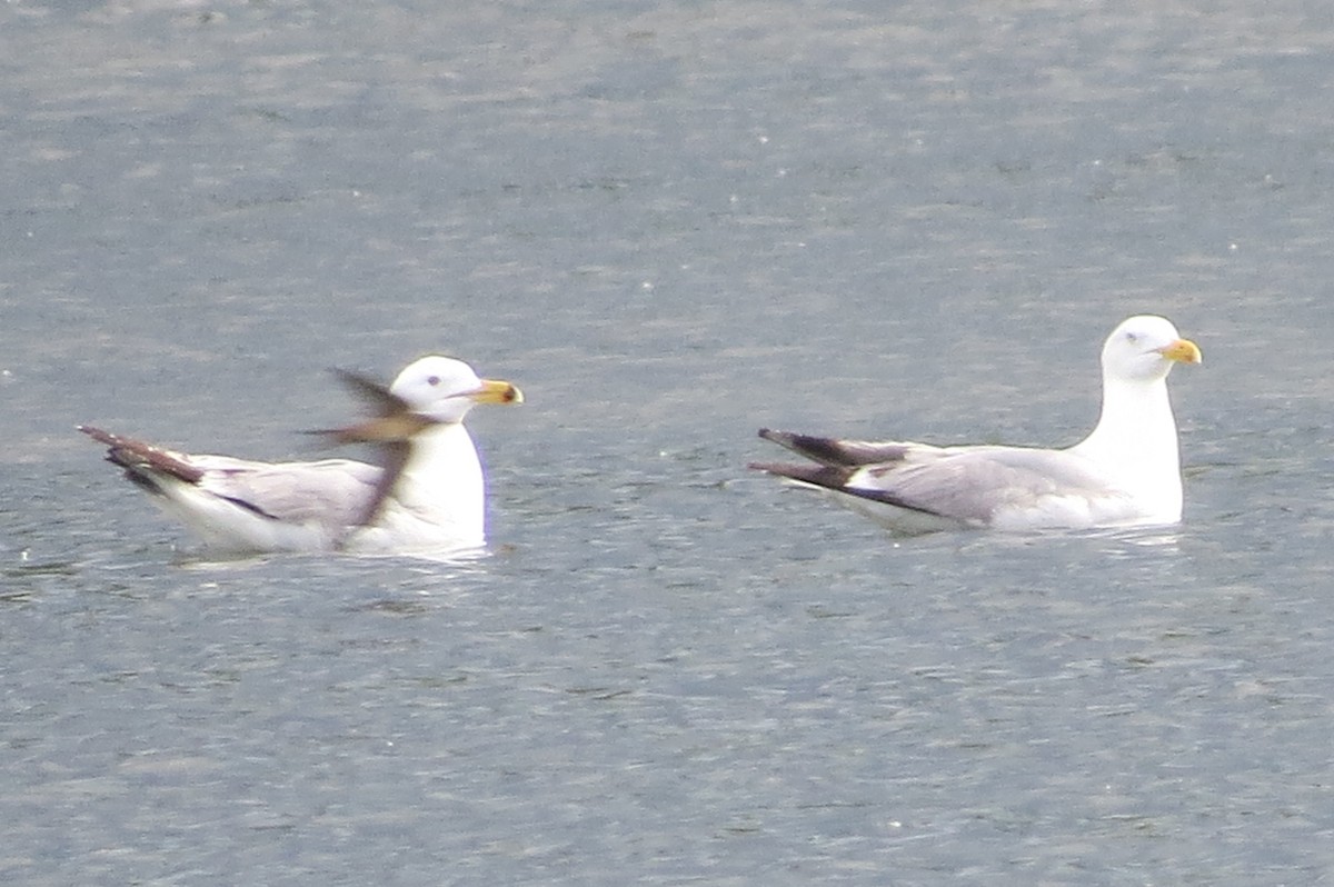 Herring Gull - ML59387491