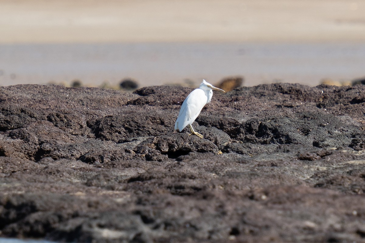 Pacific Reef-Heron - ML593875781