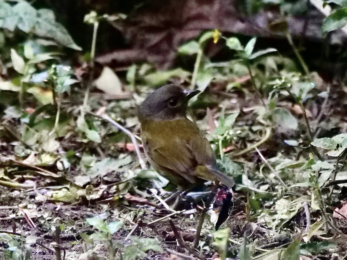 Dusky Chlorospingus - ML593875921