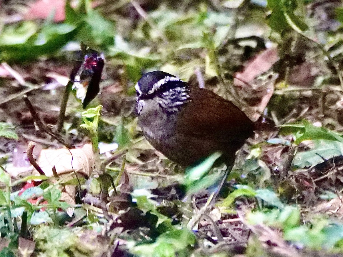 Gray-breasted Wood-Wren - ML593876361