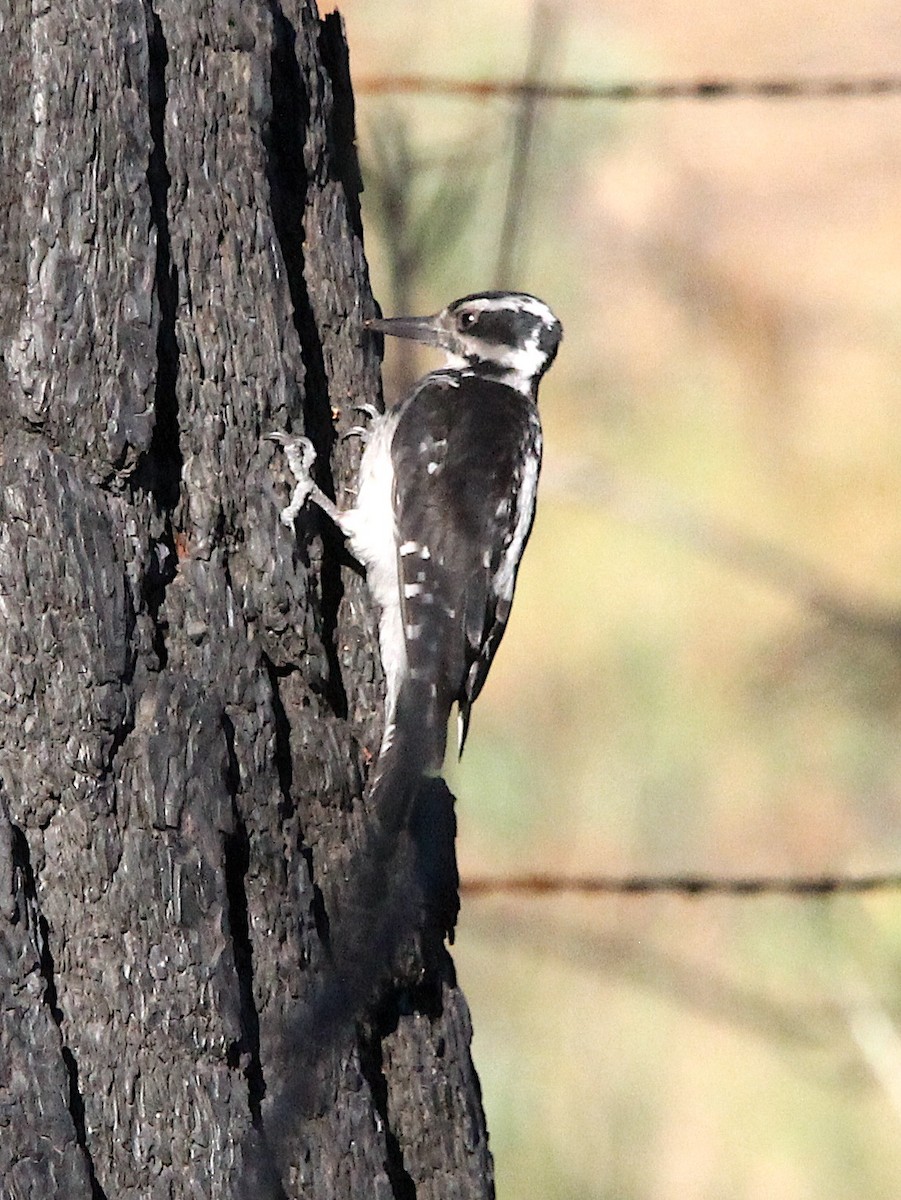 Hairy Woodpecker - ML593877091