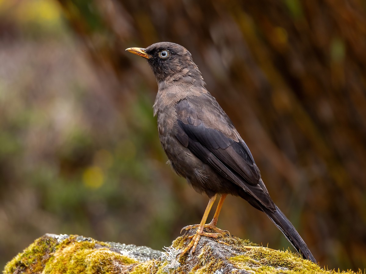 Sooty Thrush - ML593877761