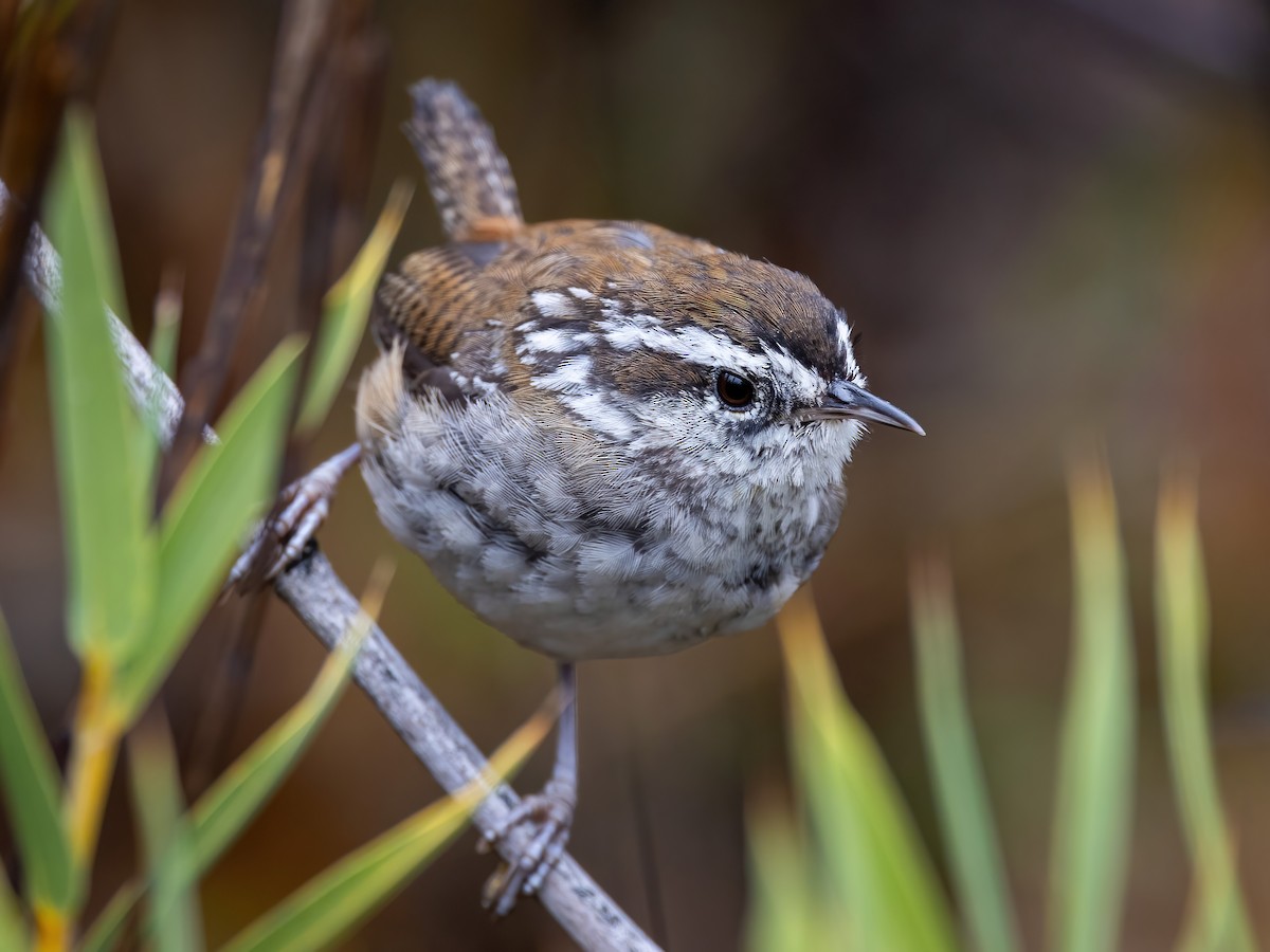 Timberline Wren - Sean Sparrow