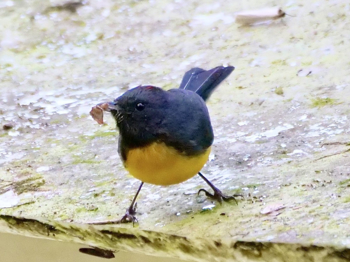 Slate-throated Redstart - ML593877931