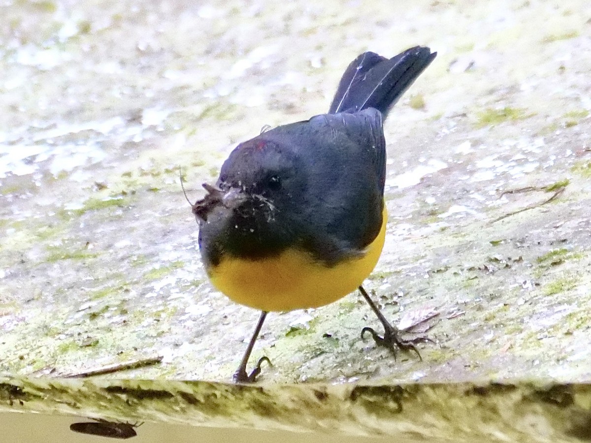 Slate-throated Redstart - Martin Byhower