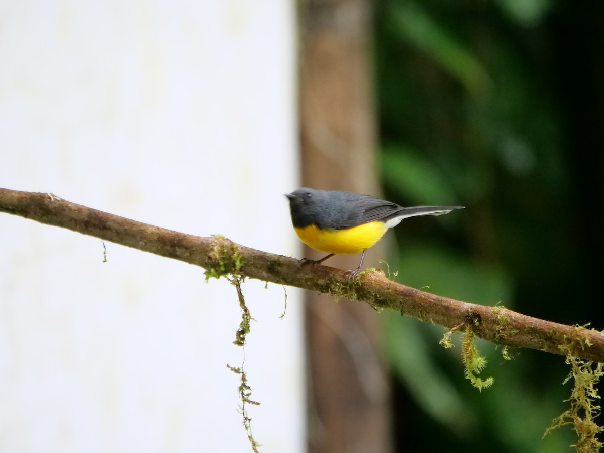 Slate-throated Redstart - ML593877951