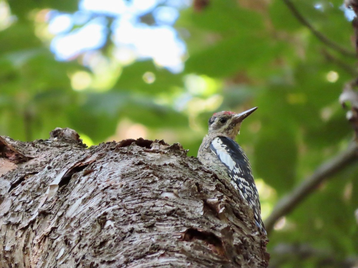 Yellow-bellied Sapsucker - ML593878461