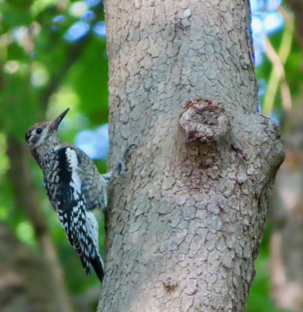 Yellow-bellied Sapsucker - ML593878471