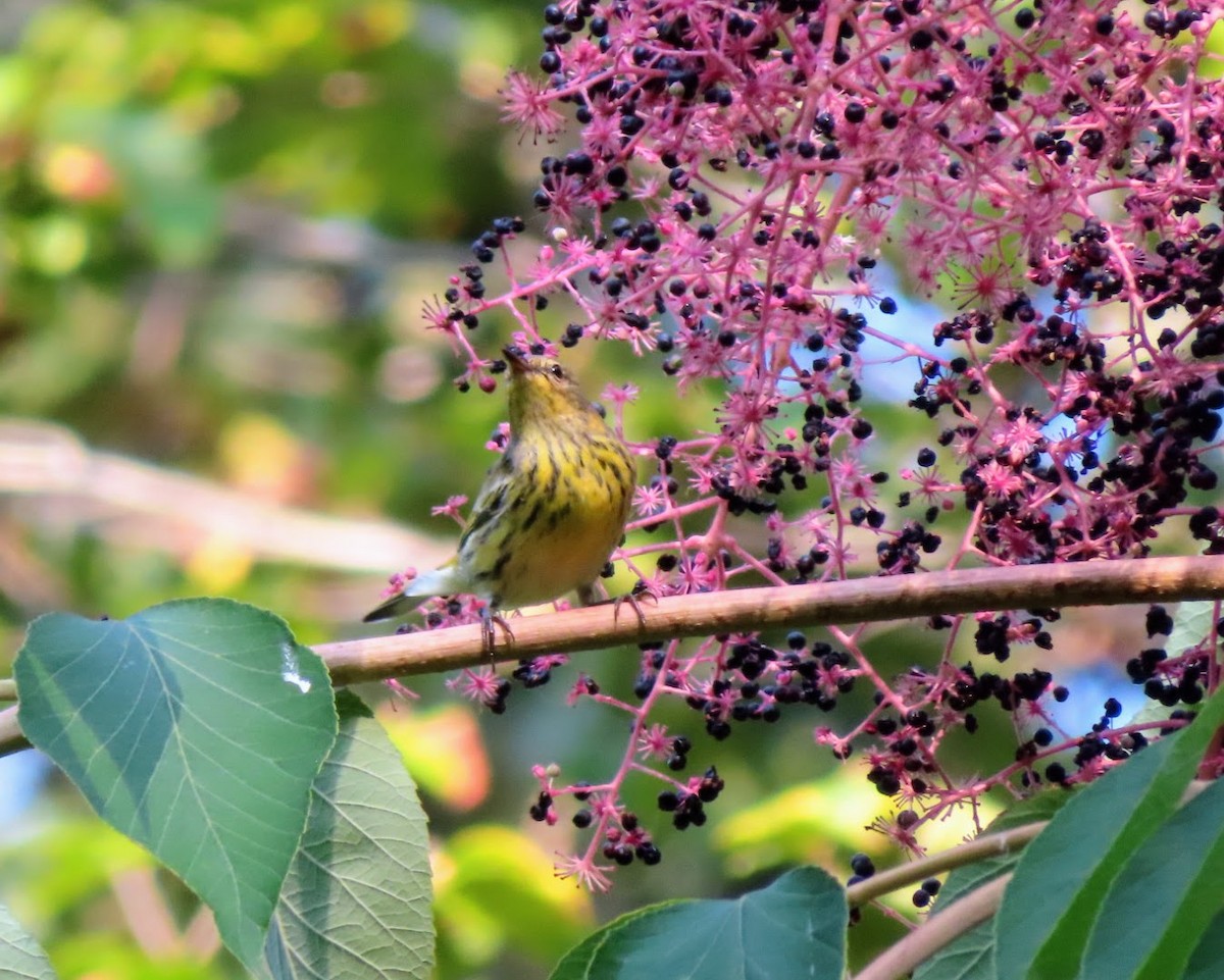 Cape May Warbler - ML593878871