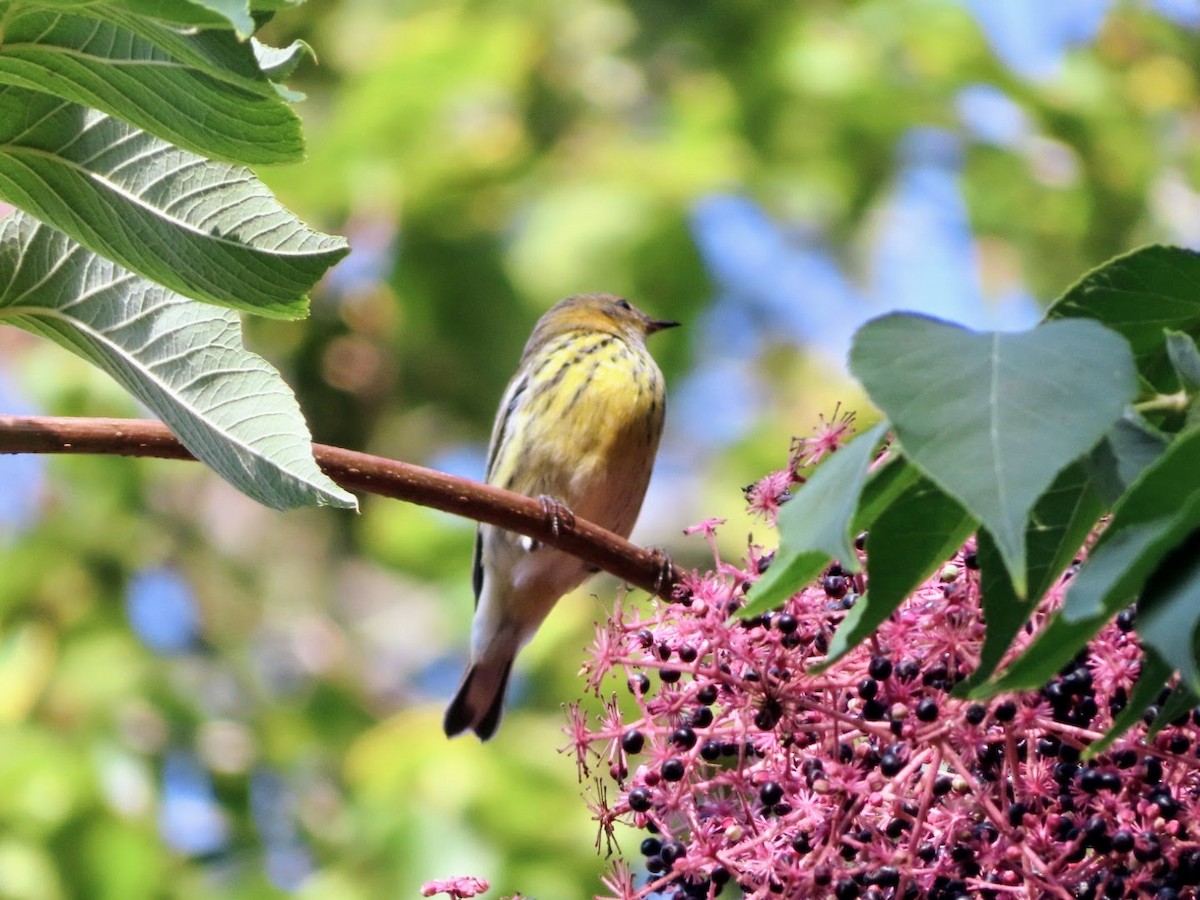 Cape May Warbler - ML593878881