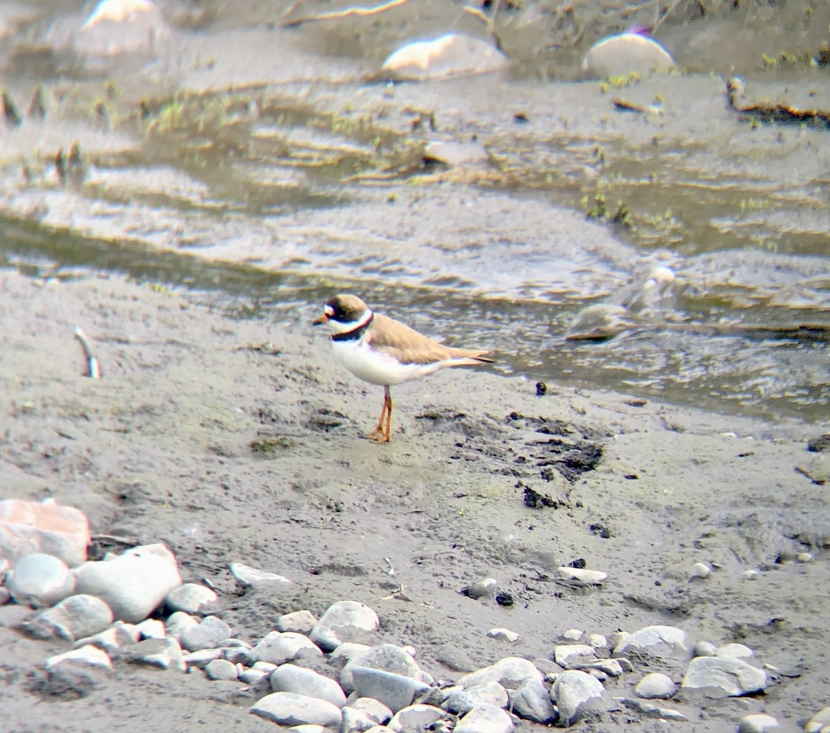 Semipalmated Plover - ML593878951