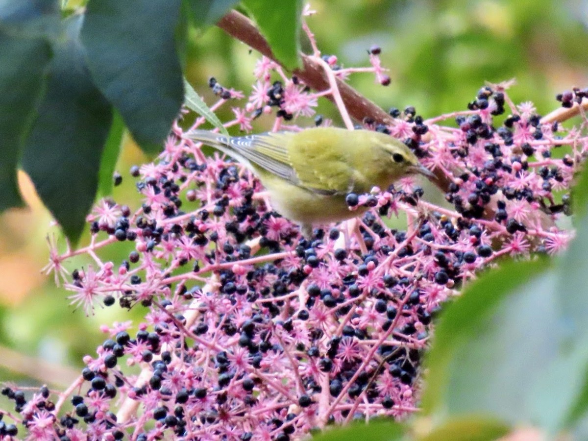 Tennessee Warbler - ML593878981