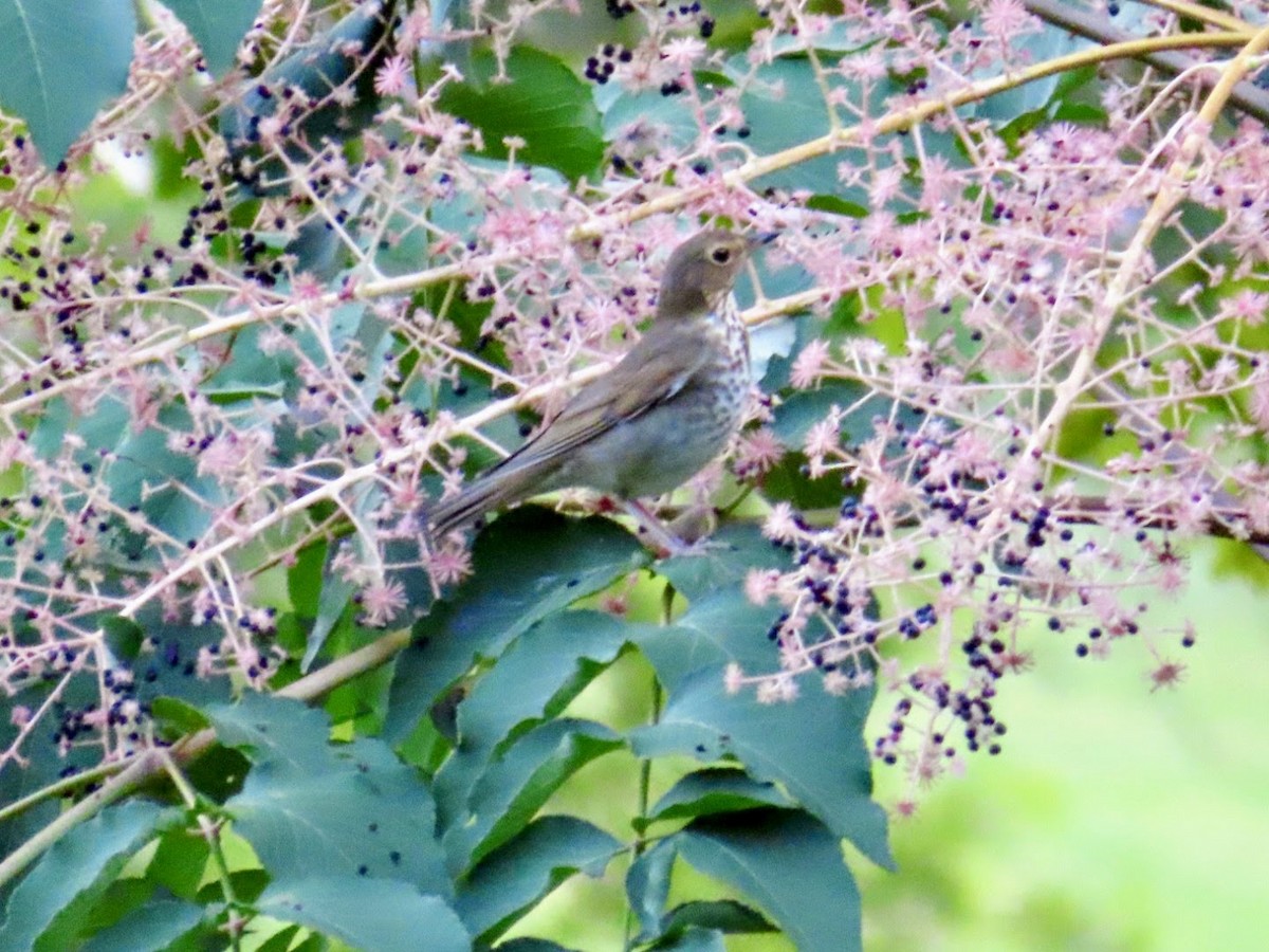 Swainson's Thrush - ML593879011