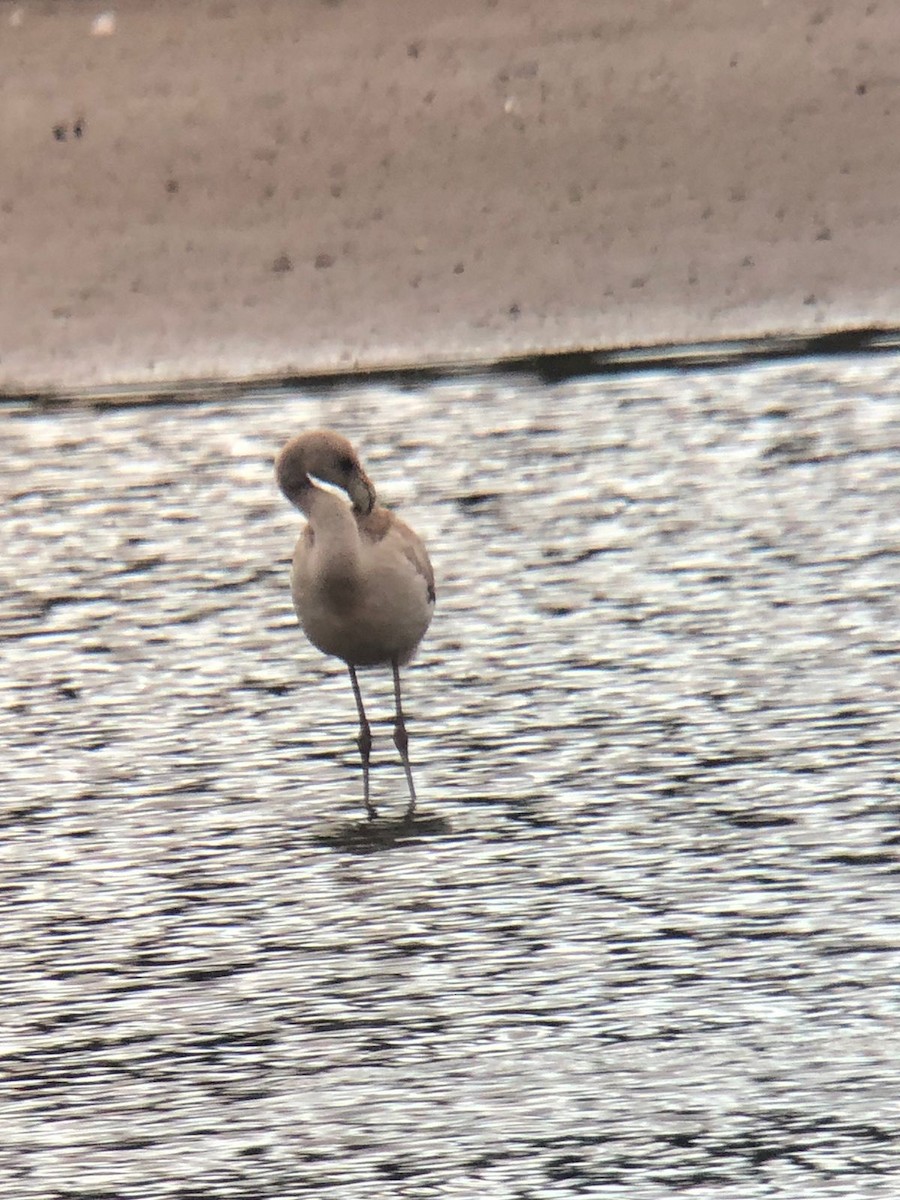 Chilean Flamingo - ML593879141