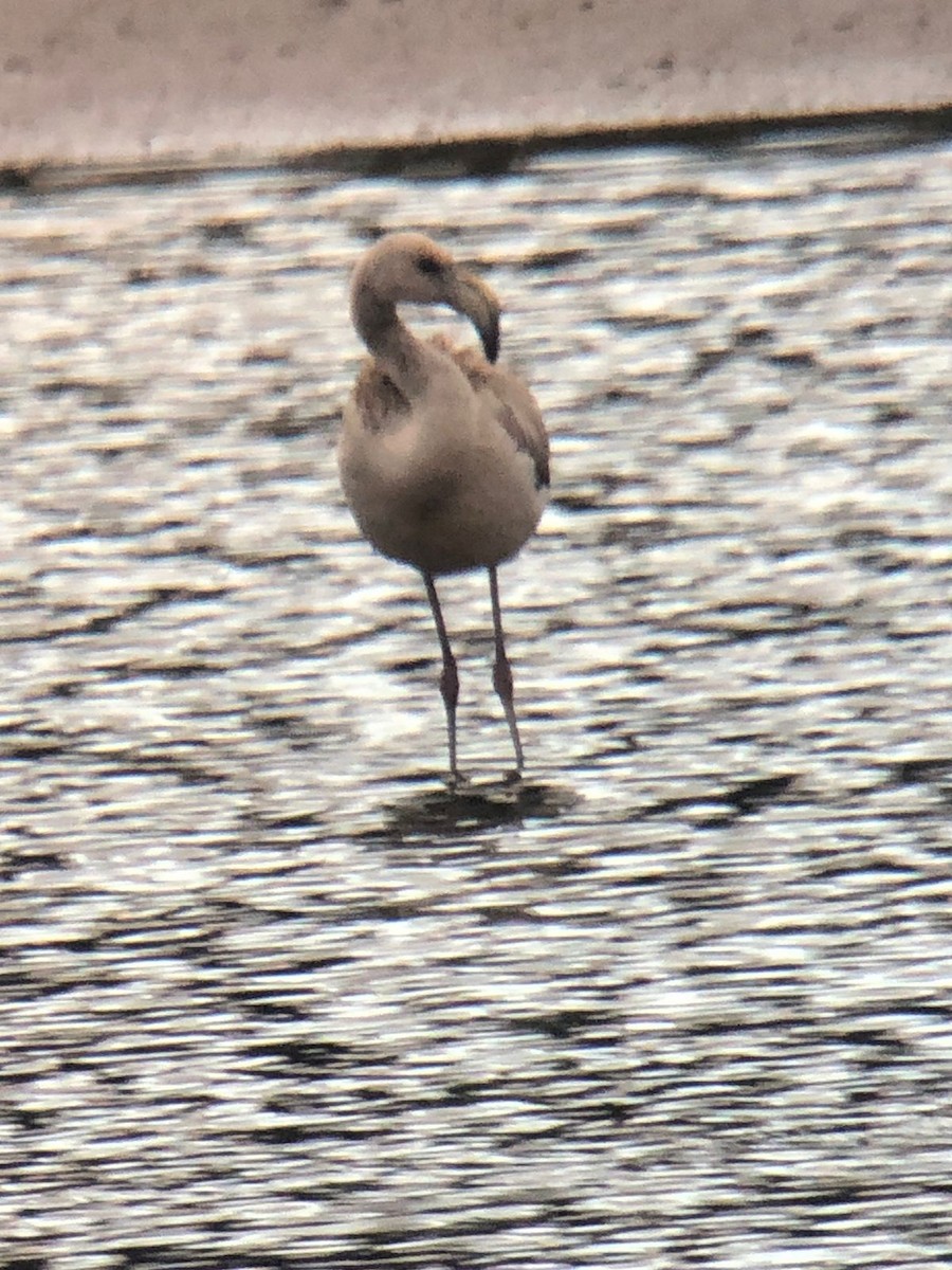 Chilean Flamingo - ML593879151
