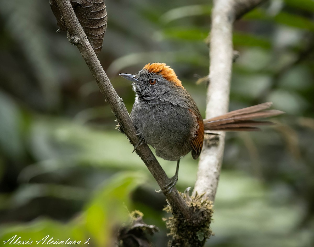 Azara's Spinetail - ML593879691